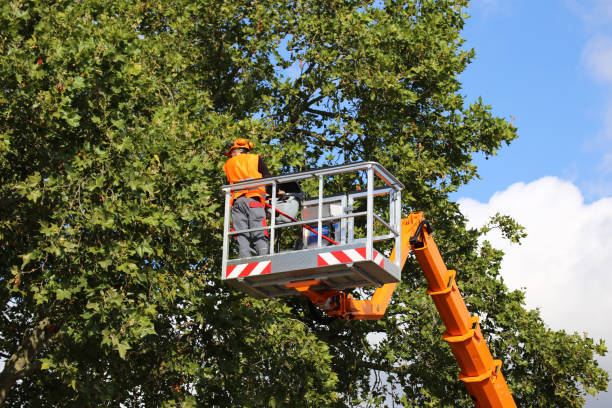 How Our Tree Care Process Works  in Hitchcock, TX